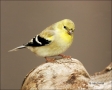 American-Goldfinch;Goldfinch;North-Carolina;Carduelis-tristis;one-animal;close-u